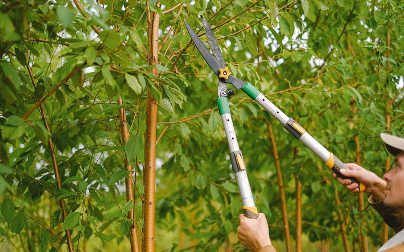 Tree trimming in Stockport, IA