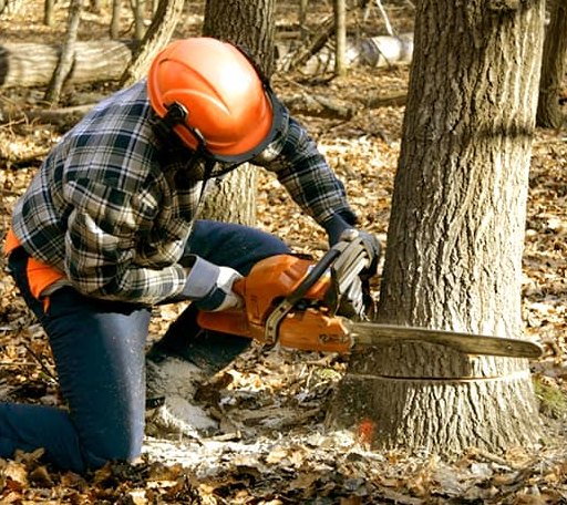 Tree Removal in Stockport, IA